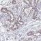 Dysbindin Domain Containing 1 antibody, NBP1-82292, Novus Biologicals, Immunohistochemistry paraffin image 