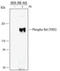 Ret Proto-Oncogene antibody, AF3269, R&D Systems, Western Blot image 