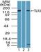 Toll Like Receptor 3 antibody, PA5-23349, Invitrogen Antibodies, Western Blot image 