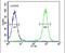 Enhancer Of Polycomb Homolog 2 antibody, PA5-25141, Invitrogen Antibodies, Flow Cytometry image 