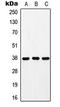 G Protein-Coupled Receptor 171 antibody, LS-C353427, Lifespan Biosciences, Western Blot image 