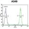 Anaphase Promoting Complex Subunit 5 antibody, abx026017, Abbexa, Western Blot image 