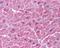 Myp antibody, LS-C1, Lifespan Biosciences, Immunohistochemistry paraffin image 