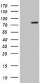 Ubiquitin thioesterase ZRANB1 antibody, CF810024, Origene, Western Blot image 