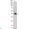 Colony Stimulating Factor 2 antibody, LS-C812627, Lifespan Biosciences, Western Blot image 