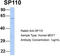 SP110 Nuclear Body Protein antibody, TA341443, Origene, Western Blot image 