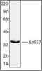 Prohibitin 2 antibody, orb87736, Biorbyt, Western Blot image 