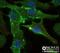 STRO1 antibody, NBP1-48356, Novus Biologicals, Immunofluorescence image 