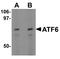 Activating Transcription Factor 6 antibody, A00655-1, Boster Biological Technology, Western Blot image 