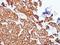 Eukaryotic Translation Initiation Factor 3 Subunit M antibody, GTX106405, GeneTex, Immunohistochemistry paraffin image 