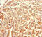 Tetraspanin 7 antibody, A54511-100, Epigentek, Immunohistochemistry paraffin image 