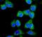 Itchy E3 Ubiquitin Protein Ligase antibody, A00195-1, Boster Biological Technology, Immunofluorescence image 