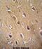 Enolase 2 antibody, abx031704, Abbexa, Immunohistochemistry paraffin image 