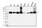 Hepatocyte Growth Factor-Regulated Tyrosine Kinase Substrate antibody, M01174-2, Boster Biological Technology, Western Blot image 
