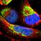 Isocitrate dehydrogenase [NAD] subunit gamma, mitochondrial antibody, HPA000425, Atlas Antibodies, Immunofluorescence image 