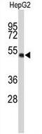 WD Repeat Domain 37 antibody, GTX80465, GeneTex, Western Blot image 