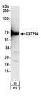 Cleavage Stimulation Factor Subunit 2 antibody, A301-093A, Bethyl Labs, Western Blot image 