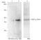 E2F-1 antibody, GTX00679, GeneTex, Western Blot image 