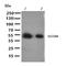 Flavin Containing Dimethylaniline Monoxygenase 5 antibody, orb137911, Biorbyt, Western Blot image 