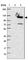 SWT1 RNA Endoribonuclease Homolog antibody, HPA024214, Atlas Antibodies, Western Blot image 