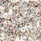 Low Density Lipoprotein Receptor antibody, AF2255, R&D Systems, Immunohistochemistry frozen image 