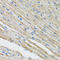 Myotilin antibody, 22-222, ProSci, Immunohistochemistry frozen image 