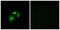Vomeronasal 1 Receptor 5 (Gene/Pseudogene) antibody, abx015491, Abbexa, Immunofluorescence image 