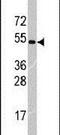 Tripartite Motif Containing 69 antibody, PA5-12215, Invitrogen Antibodies, Western Blot image 