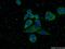 NUCB1 antibody, 16468-1-AP, Proteintech Group, Immunofluorescence image 