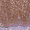 Plakophilin 3 antibody, NBP2-49379, Novus Biologicals, Immunohistochemistry frozen image 