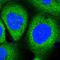 Phosphofurin Acidic Cluster Sorting Protein 1 antibody, NBP1-90439, Novus Biologicals, Immunofluorescence image 