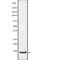 TNF Receptor Superfamily Member 12A antibody, abx219029, Abbexa, Western Blot image 