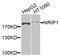 Nuclear receptor-interacting protein 1 antibody, STJ111996, St John