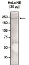 Chromodomain Helicase DNA Binding Protein 1 antibody, PA5-40067, Invitrogen Antibodies, Western Blot image 