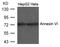 Annexin A6 antibody, 79-771, ProSci, Western Blot image 