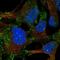Lysophosphatidic Acid Receptor 4 antibody, NBP2-68671, Novus Biologicals, Immunocytochemistry image 