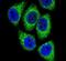 DEK Proto-Oncogene antibody, PA5-26194, Invitrogen Antibodies, Immunofluorescence image 