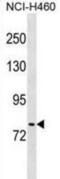 KRIT1 Ankyrin Repeat Containing antibody, abx030097, Abbexa, Western Blot image 