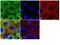 Fermitin family homolog 1 antibody, 701830, Invitrogen Antibodies, Immunofluorescence image 