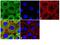 Fermitin Family Member 1 antibody, 701830, Invitrogen Antibodies, Immunofluorescence image 