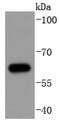 Cell Division Cycle 6 antibody, NBP2-67830, Novus Biologicals, Western Blot image 