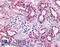 Succinate Receptor 1 antibody, LS-A2112, Lifespan Biosciences, Immunohistochemistry paraffin image 