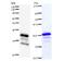 Apoptotic Chromatin Condensation Inducer 1 antibody, LS-C342840, Lifespan Biosciences, Western Blot image 
