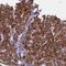 RNA Exonuclease 5 antibody, NBP1-92076, Novus Biologicals, Immunohistochemistry frozen image 