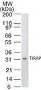 TIR Domain Containing Adaptor Protein antibody, MA1-41198, Invitrogen Antibodies, Western Blot image 