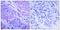 3-Phosphoinositide Dependent Protein Kinase 1 antibody, GTX50093, GeneTex, Immunohistochemistry paraffin image 