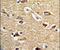 Mitochondrial import receptor subunit TOM70 antibody, PA5-13705, Invitrogen Antibodies, Immunohistochemistry paraffin image 