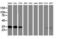 Annexin A3 antibody, LS-C172488, Lifespan Biosciences, Western Blot image 