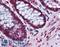 Barrier To Autointegration Factor 1 antibody, LS-B4474, Lifespan Biosciences, Immunohistochemistry paraffin image 