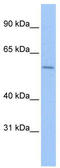 Zinc Finger Protein 596 antibody, TA341516, Origene, Western Blot image 